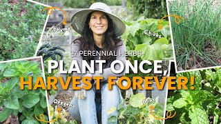 7 Perennial Herbs You Can Plant Once and Harvest Forever