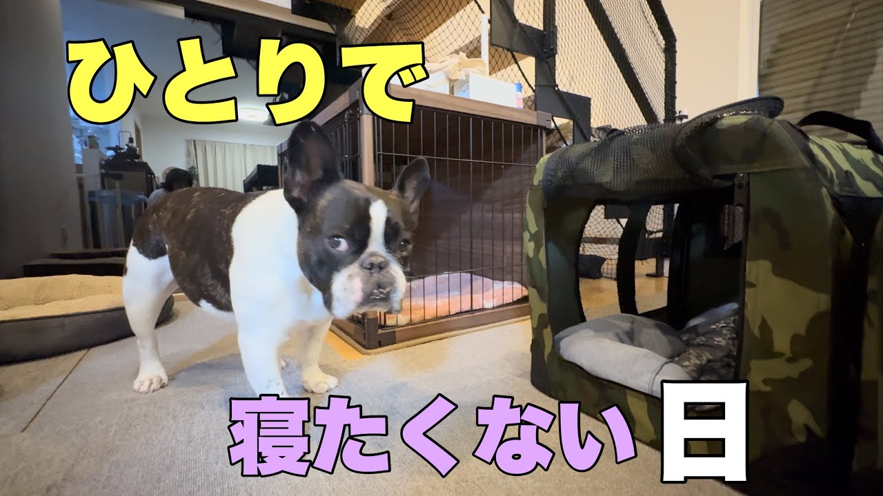 ひとりで寝たくないアピールをしてくる長男犬！さてどうなった⁈