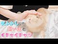 夜ふかししても 走り回って飼い主とイチャイチャするうさぎ！
