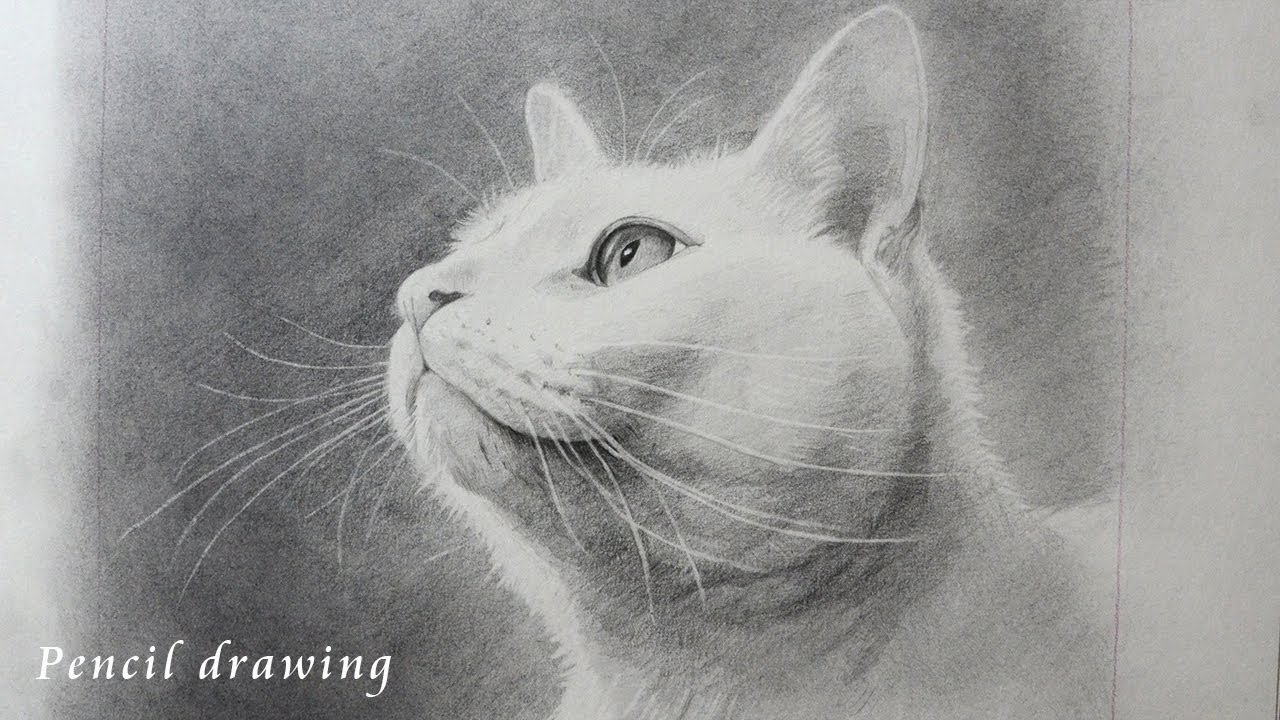 鉛筆画 油絵の下絵にネコ描いてみた 鉛筆デッサン イラスト How To Draw Cat Pencil Drawing Youtube