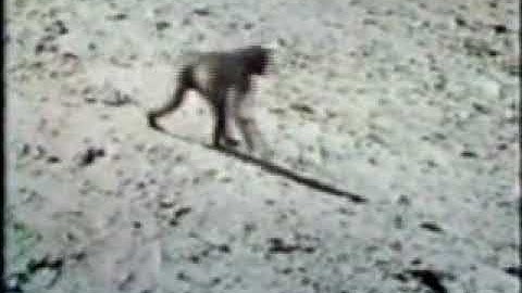 Monkey Trap - Africa