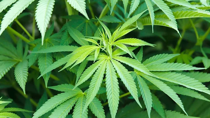 Marijuana Documentary 'Rolling Papers' Needs Green...