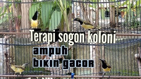 TERAPI KOLONI AMPUH UNTUK PANCINGAN SOGON    #pancingansogon #sogokontong #sogonkoloni #terapikoloni