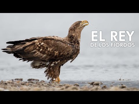 EL REY DE