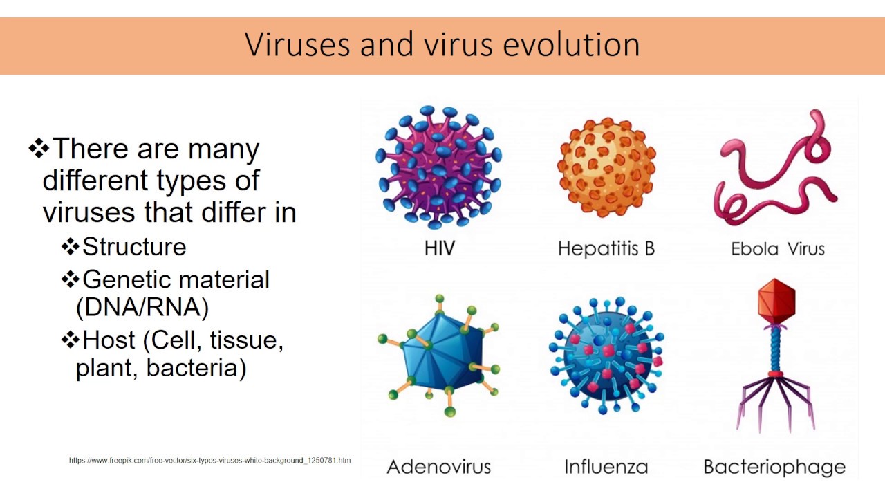 Viruses and virus evolution part1 - YouTube