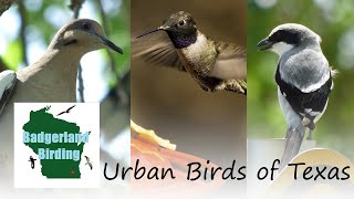 Urban Birds of Texas