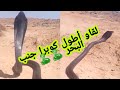 شاهد صياد خطير صيد أطول كوبرا جنب البحر 🐍🐍