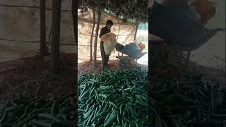 how to produce cucumber 🥒🥒 A...Z process #farmingcucumber farming