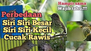 perbedaan siri siri dan cucak rawis