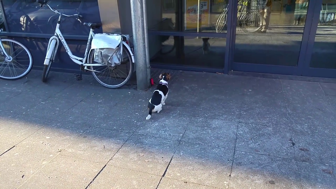 Dog freezing in the cold YouTube