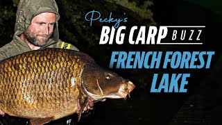 Pecky's Big Carp Buzz | French Forest Lake