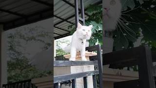 Download Lagu Si Buruk Rupa Moyyi Sekarang Udah Tambah Cakep Parah 😻 MP3