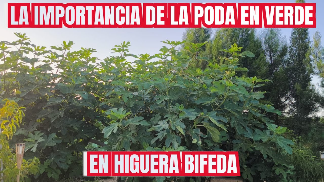 La importancia de la poda en verde en higuera bifera