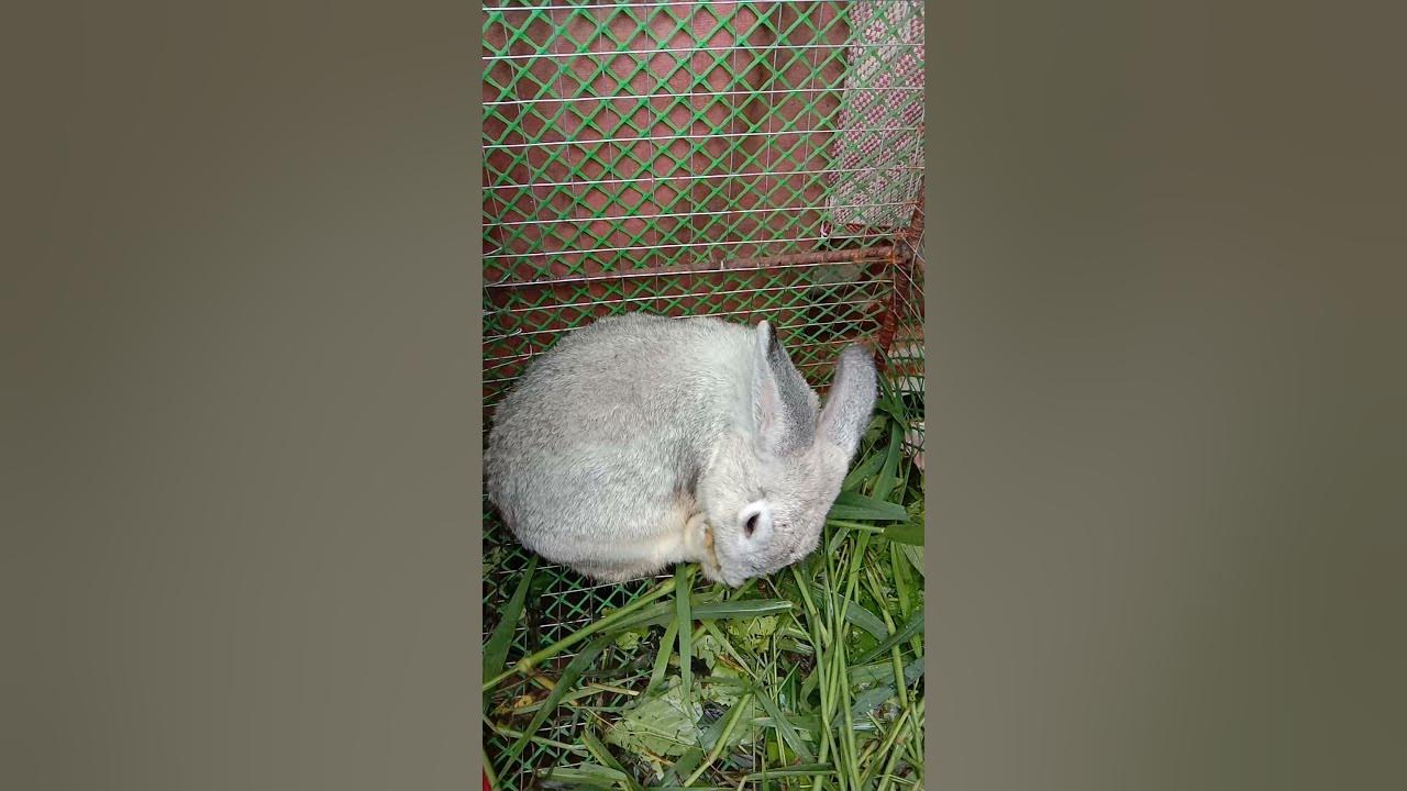 How Rabbit clean themselves amazing!!! YouTube