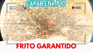 Caçada Na Cerva De Cutia Sempre Com Resultado