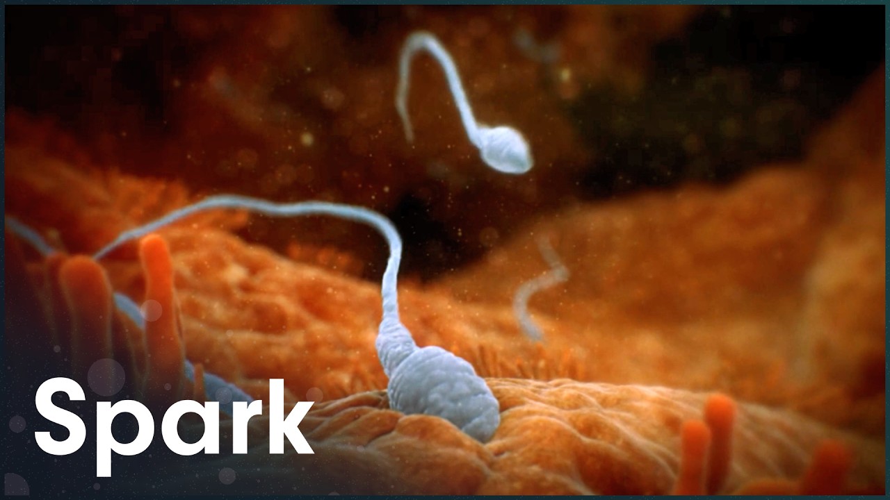 Why 85% of Human Sperm Is Designed to Fail (2026)