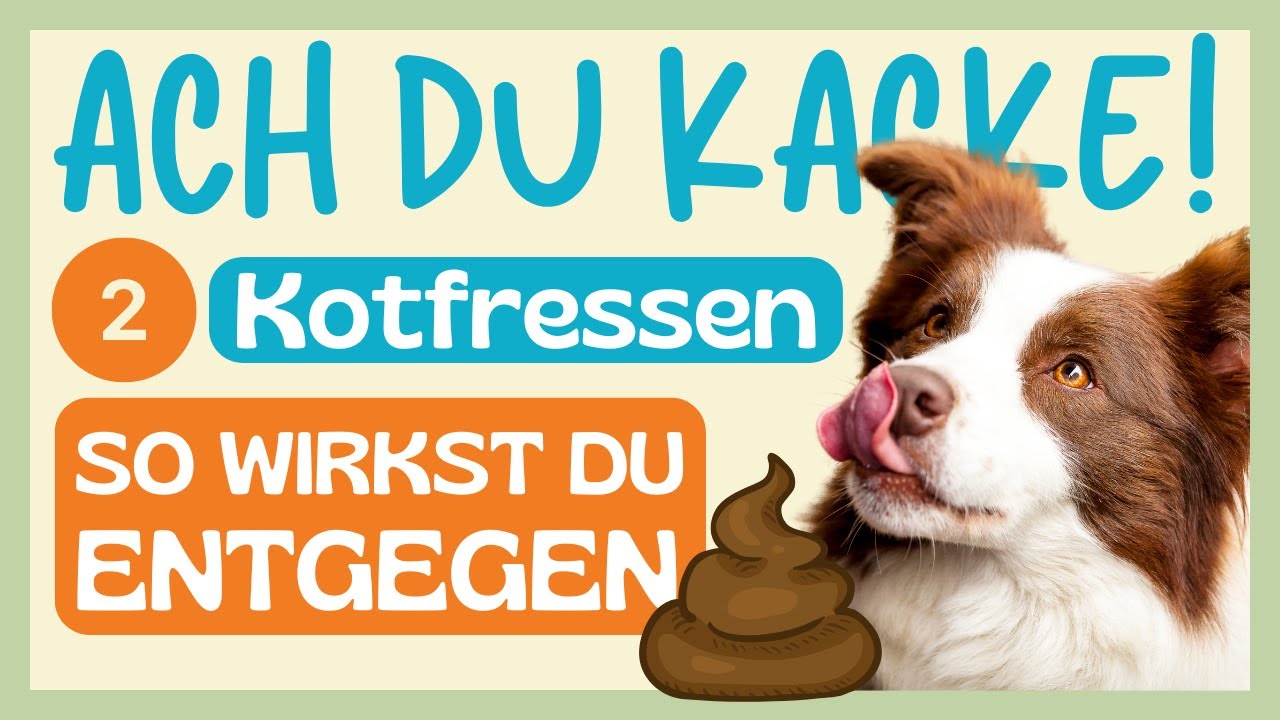 😱 IHH, DEIN HUND FRISST KOT? MIT DIESEN GESUNDHEITS- UND HUNDEERZIEHUNGSTIPPS BALD KEIN THEMA MEHR 🔥