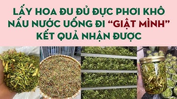 LẤY HOA ĐU ĐỦ ĐỰC PHƠI KHÔ NẤU NƯỚC UỐNG ĐI GIẬT MÌNH KẾT QUẢ NHẬN ĐƯỢC
