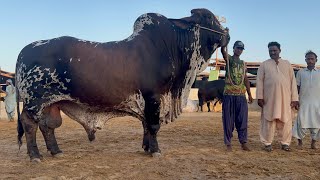 Biggest Bulls of UDF Cattle Farm #karachi Qurbani 2024 #cattlemarket #mandi #biggest_bull #cow_mandi