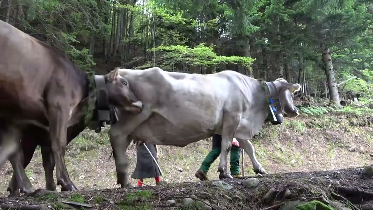 “La Scargàa di alp”: domenica 7 settembre in Val Bognanco la discesa del bestiame dall'alpeggio