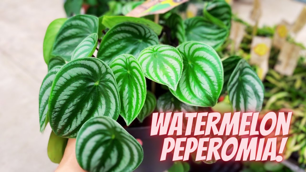 Watermelon Peperomia Argyreia Care Tips | How to Grow Watermelon Peperomia  Argyreia