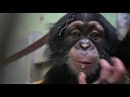 Djibril, el bebé chimpancé “huérfano” de BIOPARC: una historia con final feliz