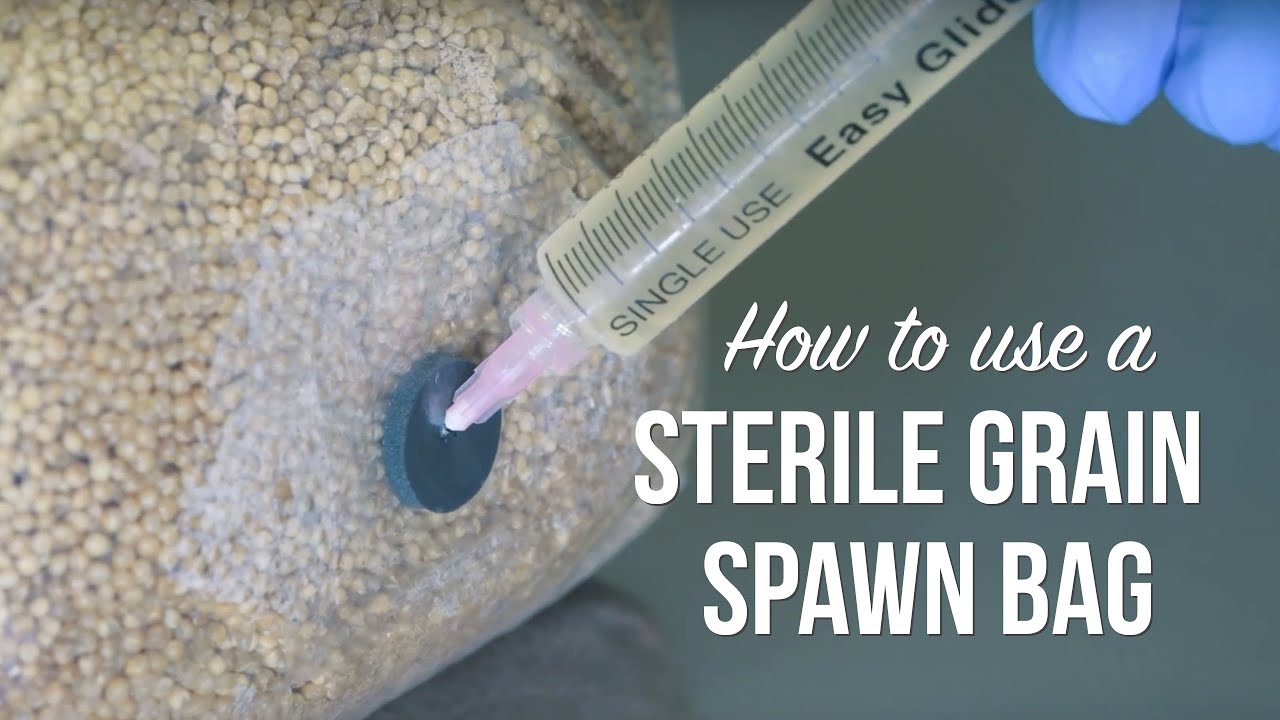 How to Tell When Grain Spawn Bag is Ready - YouTube