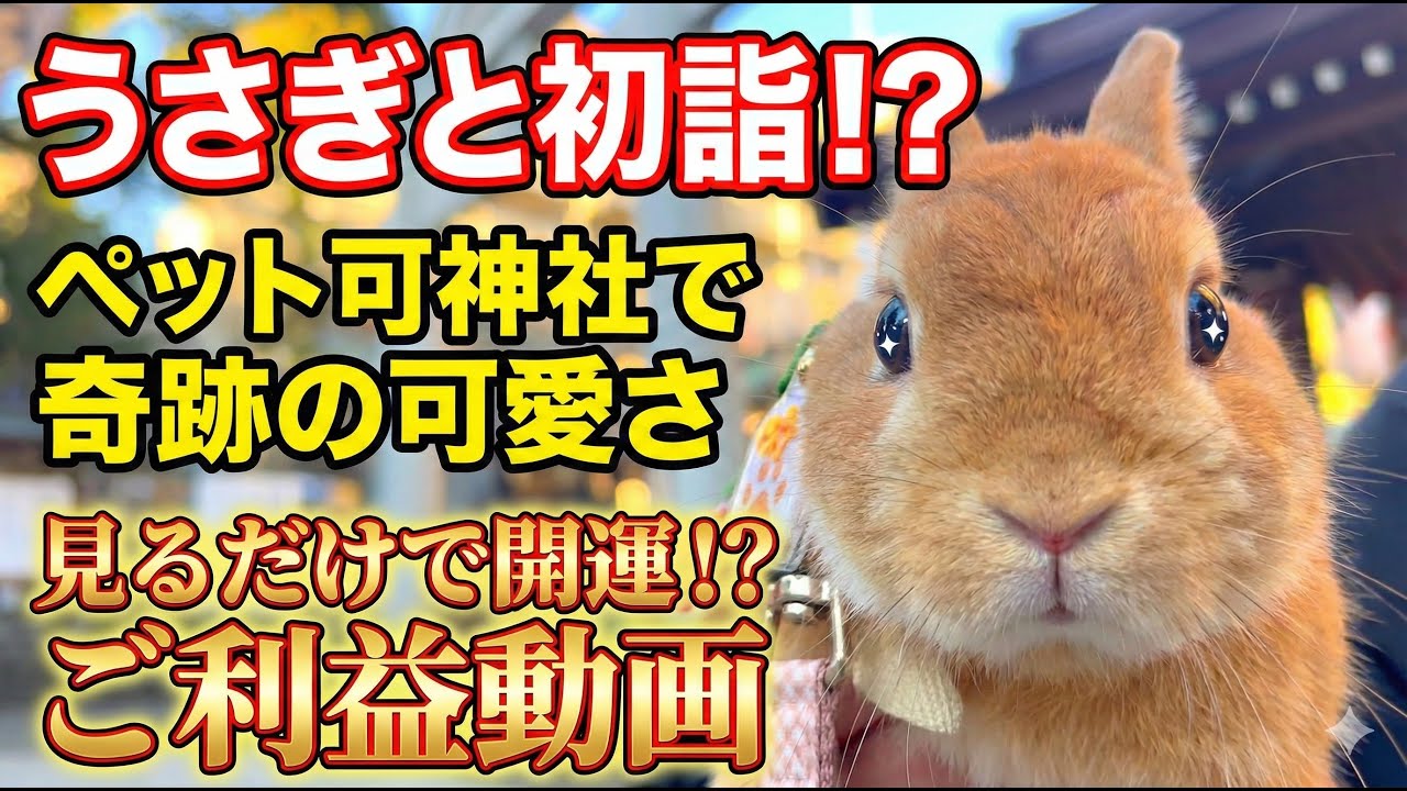 【神回】うさぎと初詣がかわいすぎた♡ママの懐に隠れる姿に悶絶【ペット可神社】