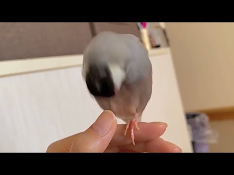 お胸の羽繕いに気合いの掛け声が必要な文鳥　java sparrow