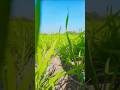 farming#anndata#vlogshort