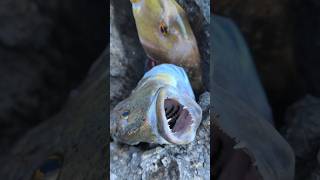 Της συναγρίδας😱 Heavy spinning #fishing #fish #ψάρεμα #shorts #spinning #fishingvideo #fishinglife