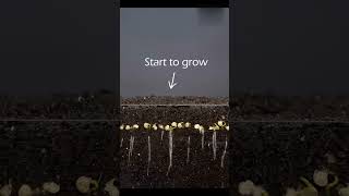 Growing Chili Pepper Plant From Seed