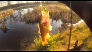 Do Largemouth Bass Taste Good? | Catch & Cook