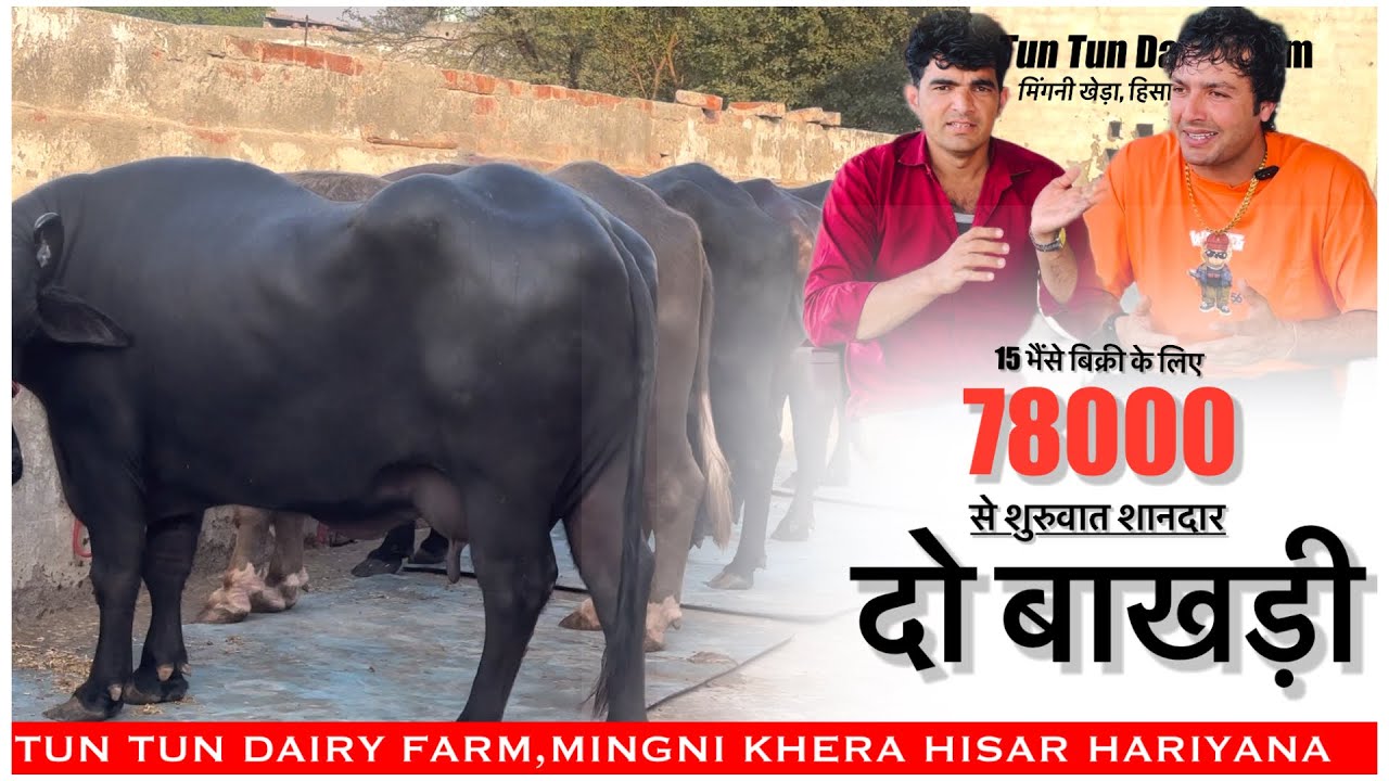 78000 से शुरू शानदार दो बाखड़ी झोटी || 15 भैंसे बिक्री के लिए || TUN TUN DAIRY FARM ||
