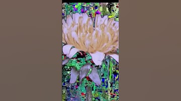 Everything is Open [sped up]  #music #video #breaks #flowers #short