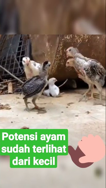 anak ayam dengan mental yang sangat berani#shorts
