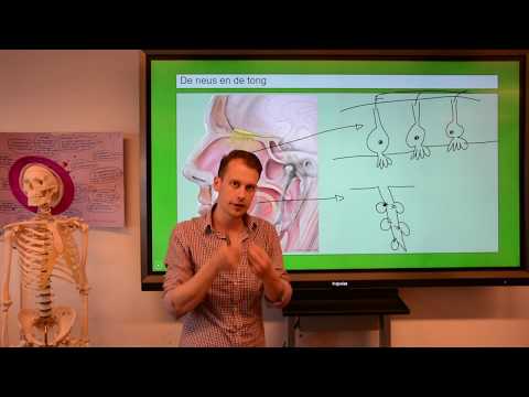 Video: Neusanatomie, Functie En Diagram - Lichaamskaarten