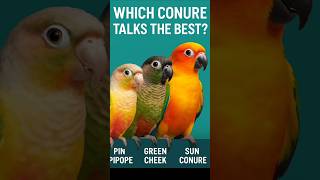 🦜 Best Talking Conure Bird ?🤔 Green Cheek vs Pineapple vs sun🍍#conureparrot #Talkingbird #Shorts