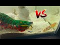 Giant Mantis Shrimp VS Pistol Shrimp