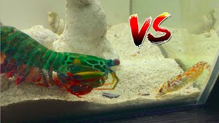 Giant Mantis Shrimp VS Pistol Shrimp