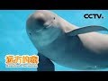 《远方的家》 湖北长江天鹅洲白鱀豚国家级自然保护区 留住长江江豚的微笑 20190125 | CCTV中文国际