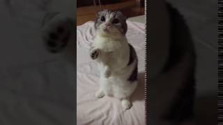 Funny Shor Vids Does 9gag Still Loves Cats