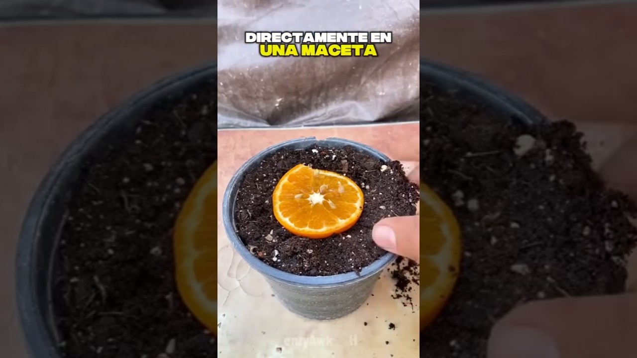 Como sembrar árboles de NARANJAS #agricultura
