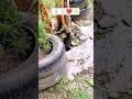 CONEJOS y PATİTOS COPETONES