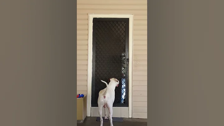 Dog opens door to break in