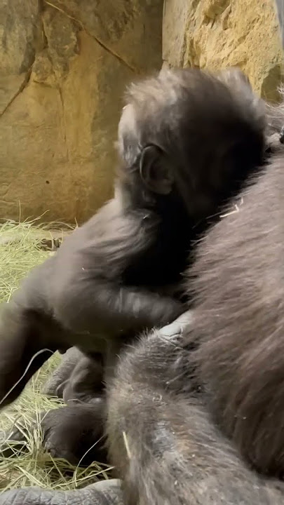 Baby gorilla stands for the first time! #shorts #fortworthzoo #baby #gorilla - YouTube
