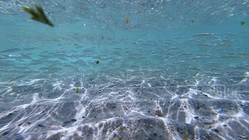Exploring the Intertidal Zone