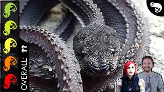 Dragon Snake, The Best Pet Snake?