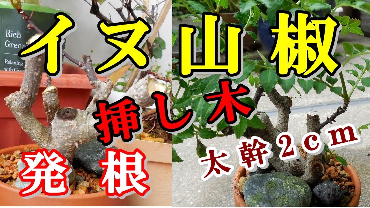 ミニ盆栽 イヌザンショウ 犬山椒 太幹2cmを挿し木で盆栽に改作 発根確認 Japanese Pepper Youtube ミニ盆栽 イヌザンショウ 犬山椒 太幹2cmを挿し木で盆栽に改作 発根確認 Japanese Pepper Youtube