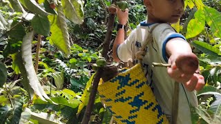 Masyarakat Dayak Iban Ambil Buah Engkala Atau Buah Tobulus Dalam Bahasa Melanau